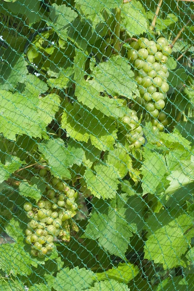 stock image Grapevine with Fruit