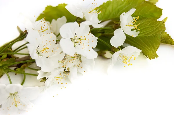 Ramo di ciliegio primavera — Foto Stock