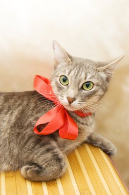 Smoky cat with red bow clipart