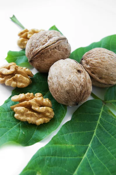 stock image Walnut kernels