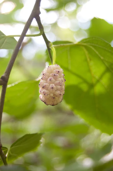 stock image White mulberrys