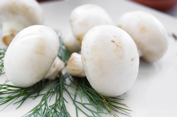 stock image Mushroom champignon