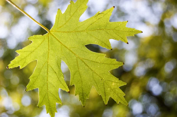 Sun-lit green leaf — Stock Photo, Image