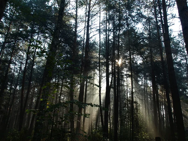 stock image Forest