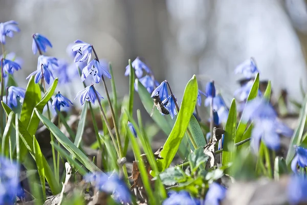 stock image Meadow