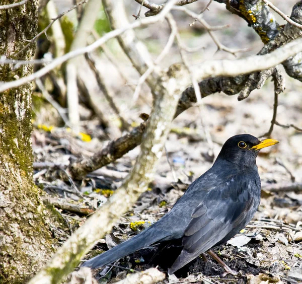 stock image Starling