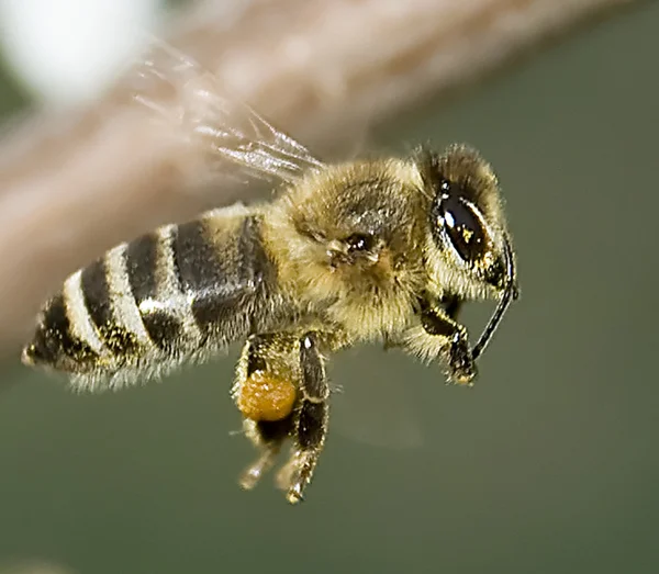 Пчела — стоковое фото