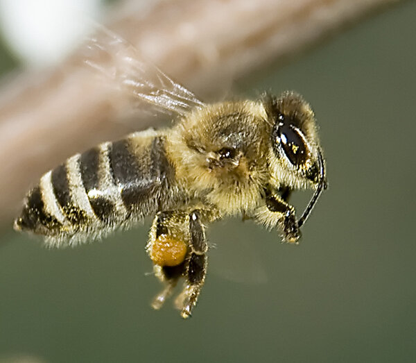 Пчела
