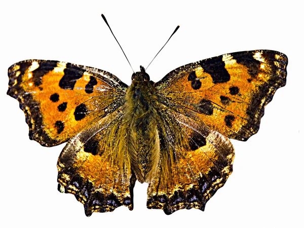 stock image Butterfly