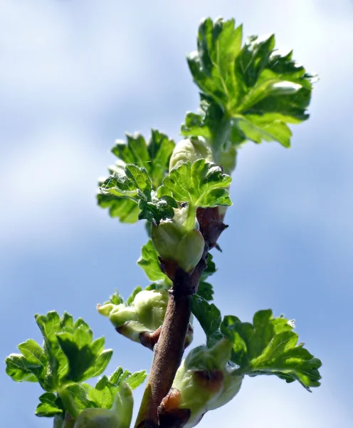 ブラックカラントの葉 — ストック写真