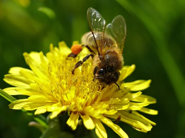 Včela na pampelišce — Stock fotografie