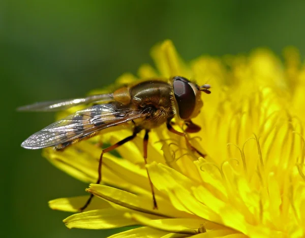 stock image Bee on dandelion flower