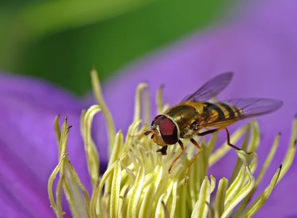 Wasp on clematis — Stock Photo, Image