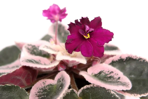 stock image Burgundy violet in a pot