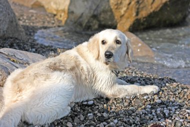 Islak Golden Retriever sahilde