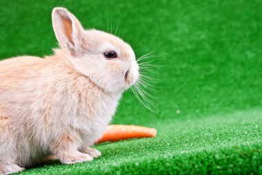 Rabbit and carrot on grass clipart