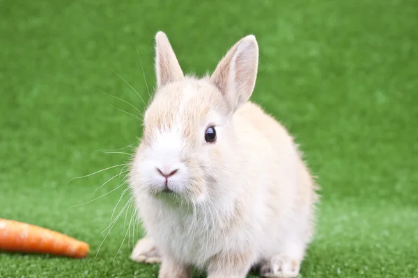 Кролика і моркви — стокове фото