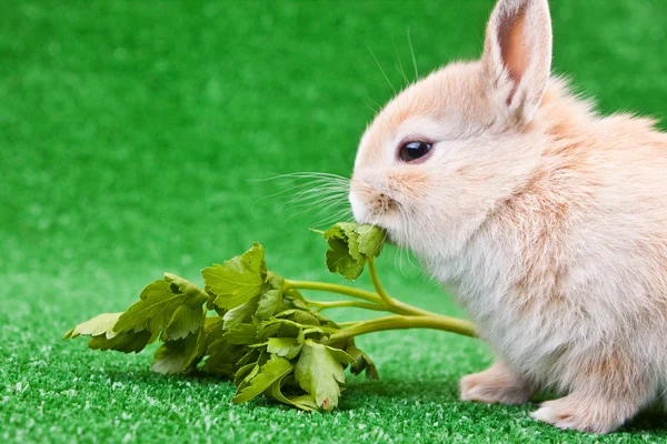 Domestic rabbit eating — Stock Photo, Image
