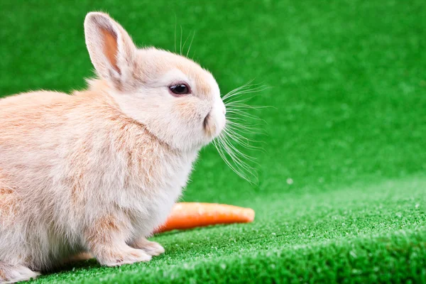 Kaninchen und Karotte auf Gras — Stockfoto
