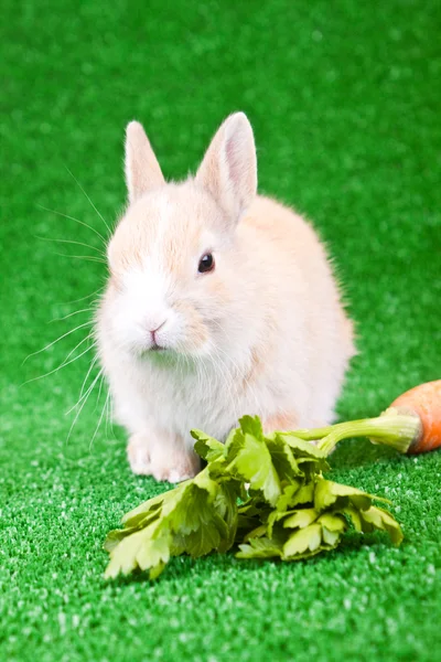 Conejo domaestic y zanahoria — Foto de Stock
