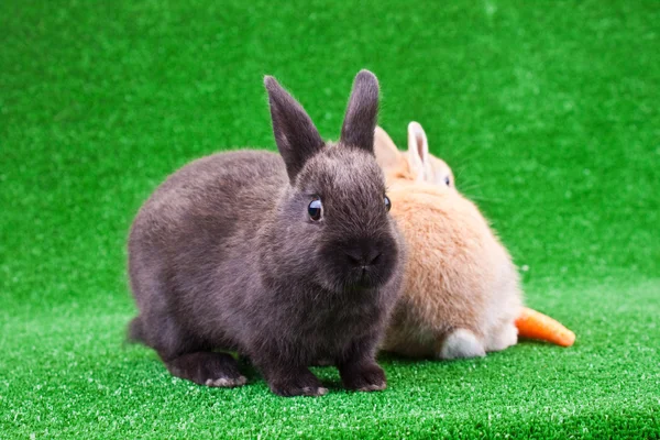 Dva králíčky — Stock fotografie