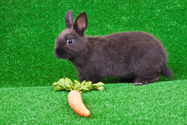 Bunny and carrot on grass — Stock Photo, Image