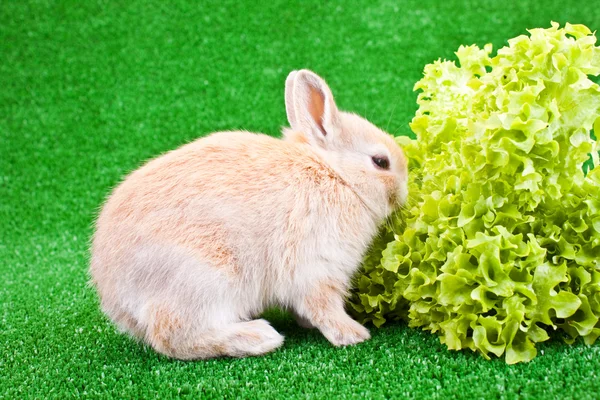 Bunny och sallad — Stockfoto