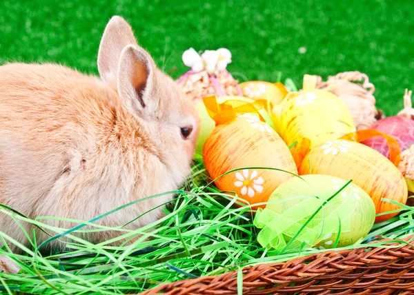 Пасхальні яйця і кролик в гнізді — стокове фото