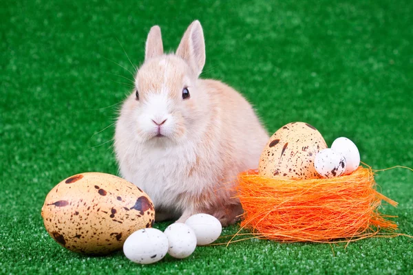 Domestic bunny and eggs — Stock Photo, Image