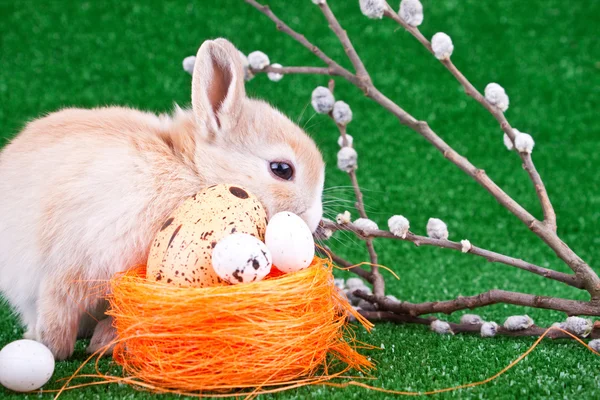 Velikonoční dekorace s bunny — Stock fotografie