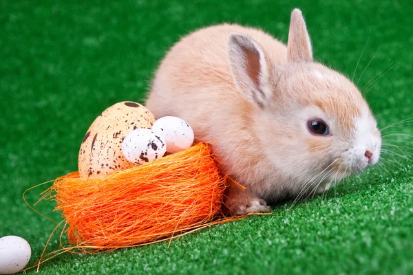 Tavşan ve yumurta nestle — Stok fotoğraf