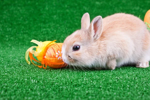 Кролик і великодні яйця — стокове фото