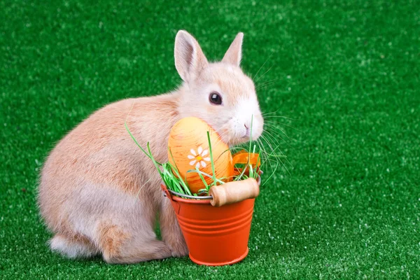 Пасхальне яйце і кролик — стокове фото