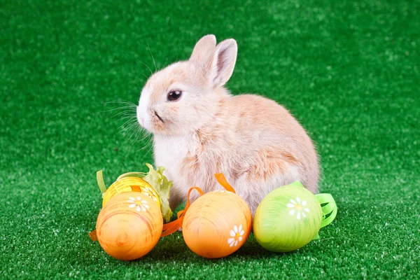 Rabbit, easter eggs on grass — Stock Photo, Image