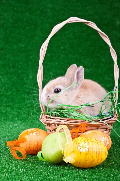 Easter eggs and bunny in basket — Stock Photo, Image