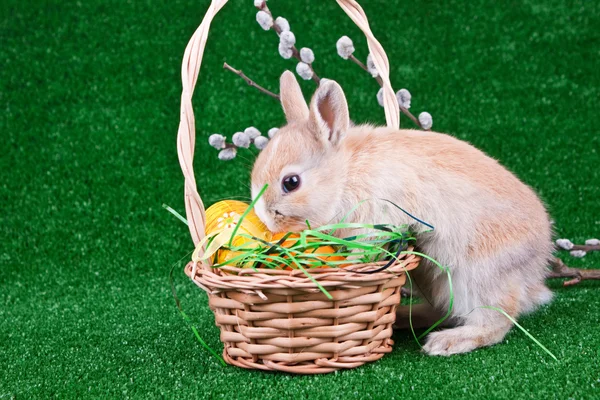 Bunny on easter eggs — Stock Photo, Image