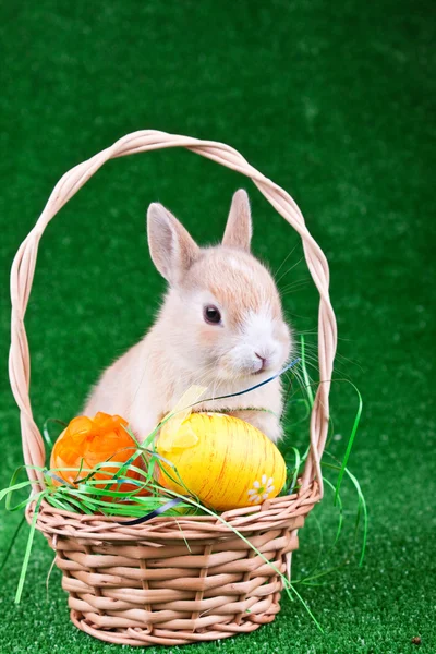 Kanin och ägg i boet — Stockfoto