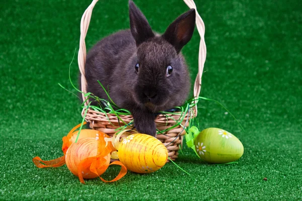Svart kanin og egg – stockfoto