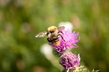 bombus arısı-