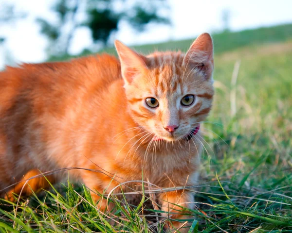 Orangefarbene Katze — Stockfoto
