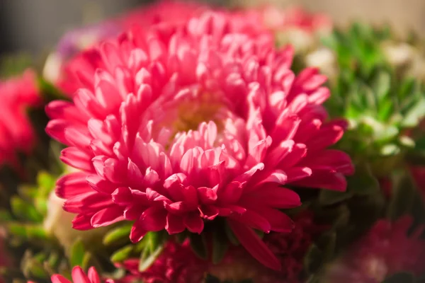 Piękny czerwony kwiat - chryzantemy — Zdjęcie stockowe