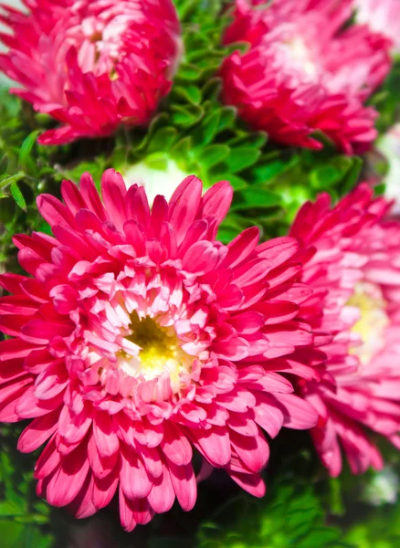 Red flowers - Chrysanthemum — Stock Photo, Image