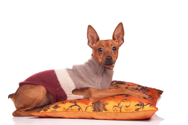 Собака на подушку — стокове фото