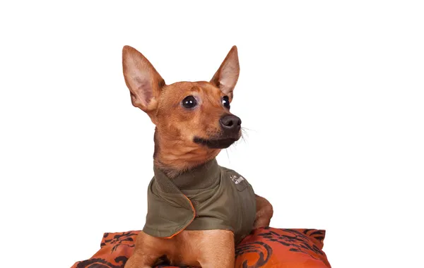 Dog on pillow — Stock Photo, Image