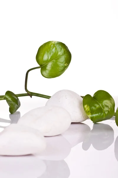 Ροκς λευκό και πράσινο φυτό — Φωτογραφία Αρχείου