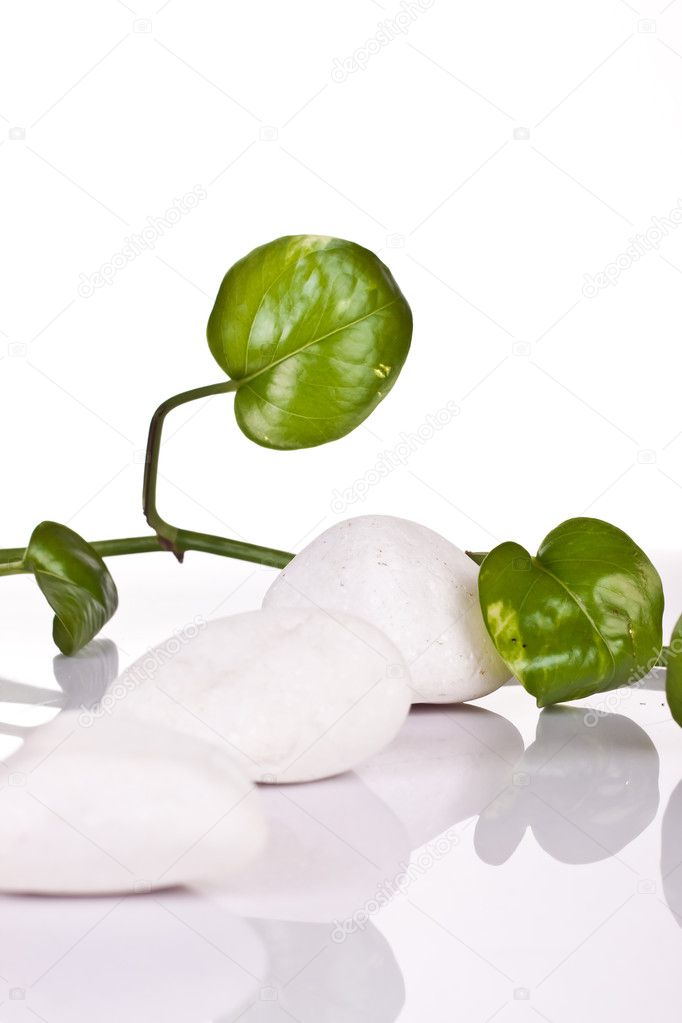 White roks and green plant