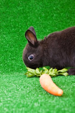 Rabbit eating clipart