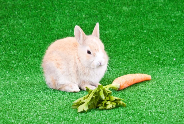 Lapin et grosse carotte — Photo