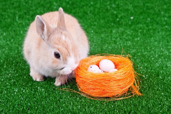 Nestle, eggs and easter bunny — Stock Photo, Image