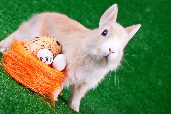 Conejo de Pascua y nido con huevos —  Fotos de Stock